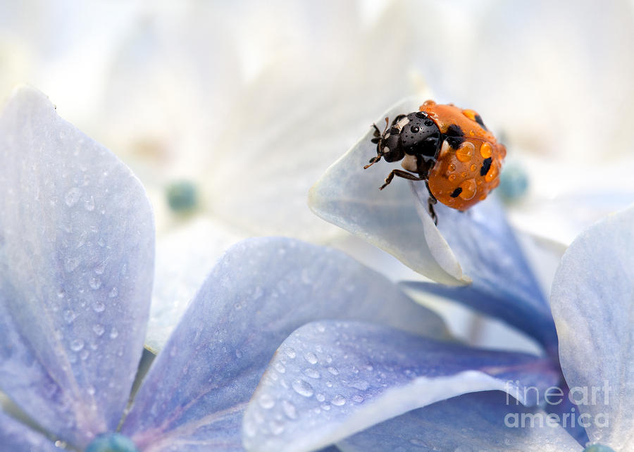 Ladybug Photograph by Nailia Schwarz