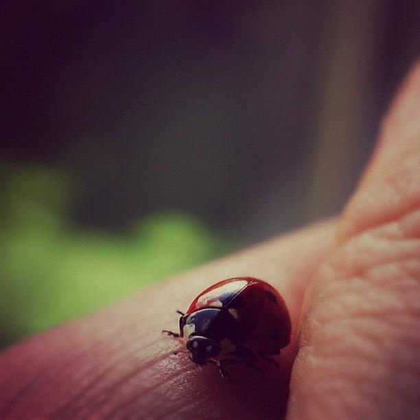 Ladybug Photograph - #ladybug #nature #hallikajd_animal #bug by Dja Killah