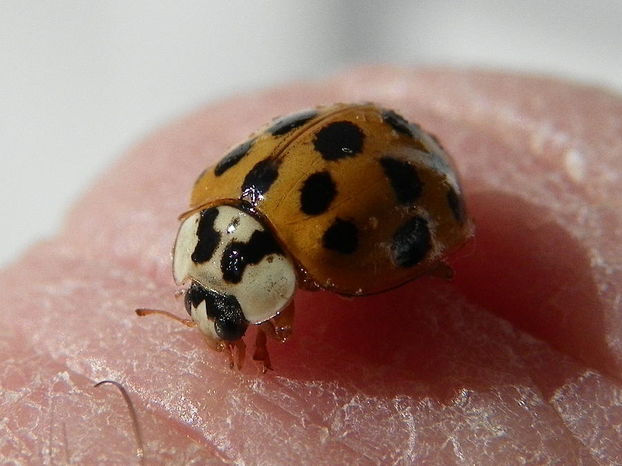 Ladybug On Finger Photograph by Chad and Stacey Hall