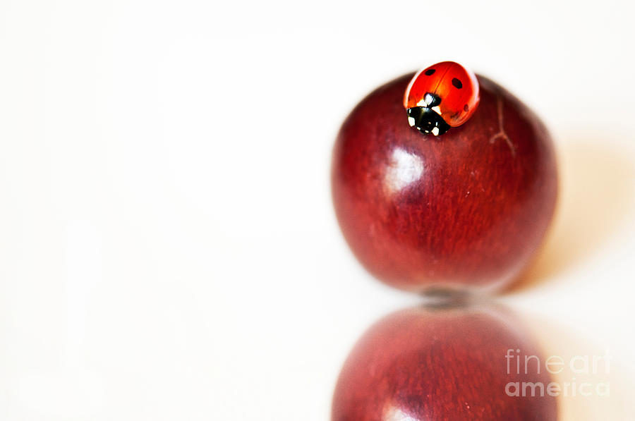 Ladybug Photograph - Ladybug on Grape by Artist and Photographer Laura Wrede