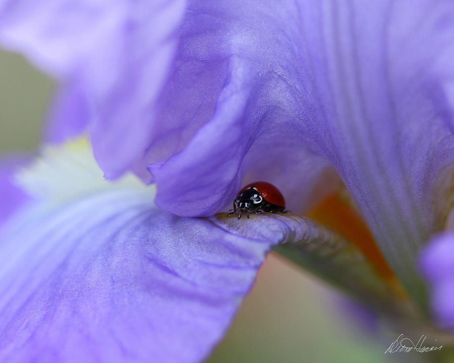 Ladybug on Iris Photograph by Diana Haronis