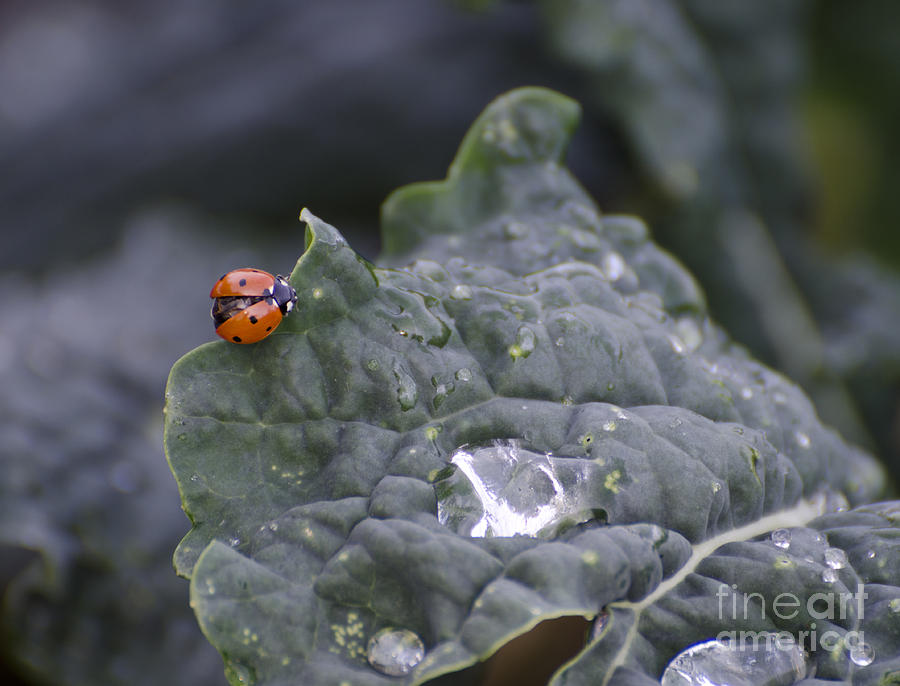 Ladybug on Kale Photograph by Jim And Emily Bush
