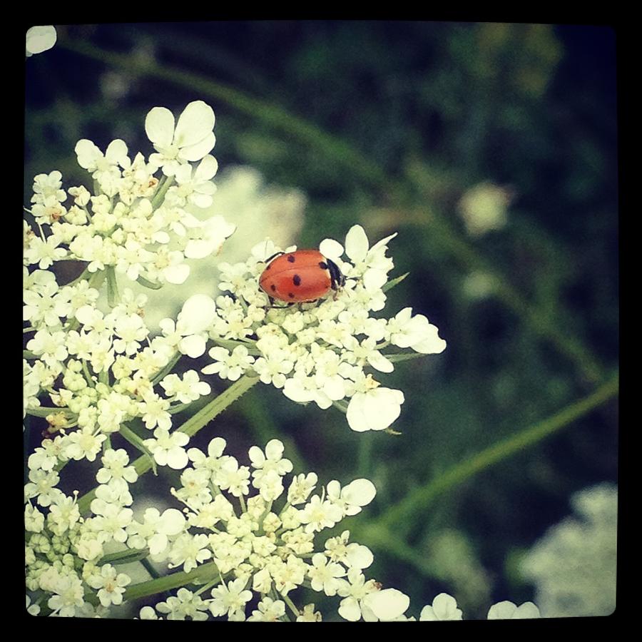 Ladybug on Lace Photograph by Lora Mercado