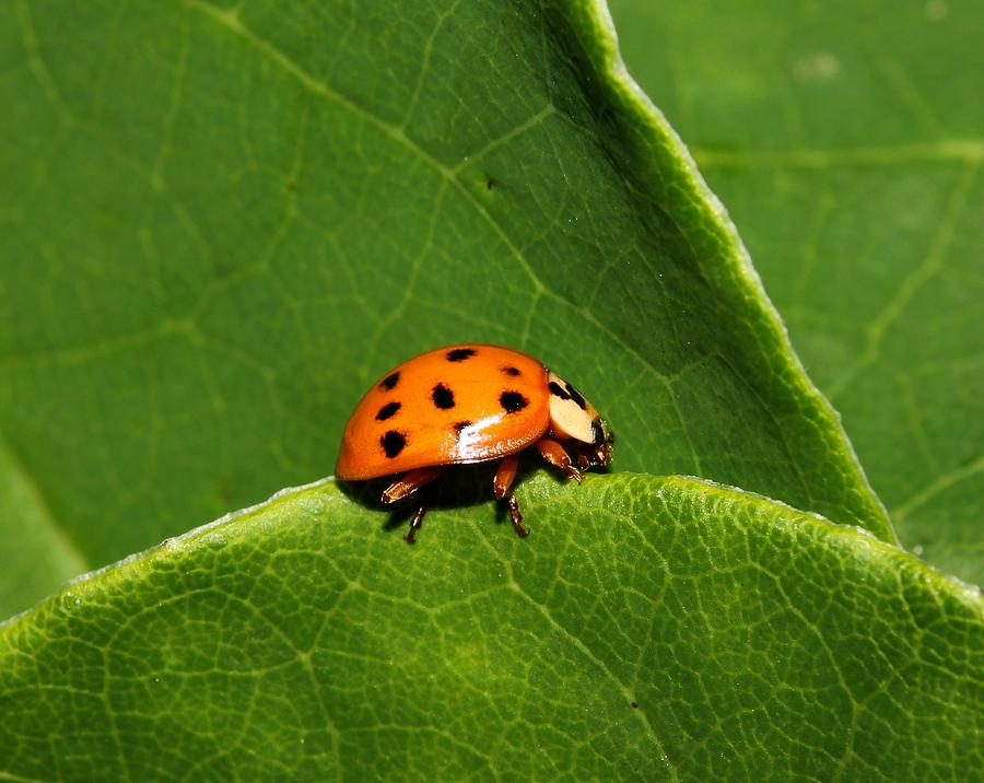 Ladybug on Leaf Photograph by Robert Morin