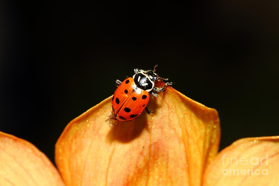 Ladybug Photograph - Ladybug On Orange Yellow Dahlia . 7D14665 by Wingsdomain Art and Photography