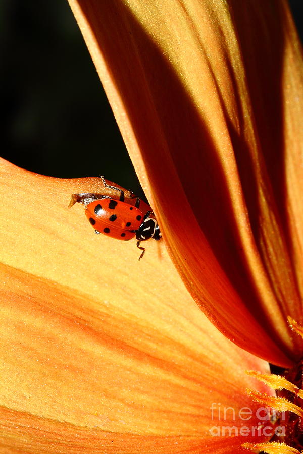 Ladybug Photograph - Ladybug On Orange Yellow Dahlia . 7D14698 by Wingsdomain Art and Photography