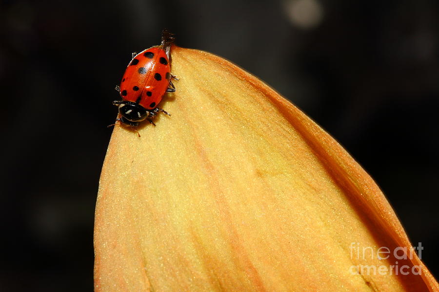 Ladybug Photograph - Ladybug On Orange Yellow Dahlia . 7D14721 by Wingsdomain Art and Photography