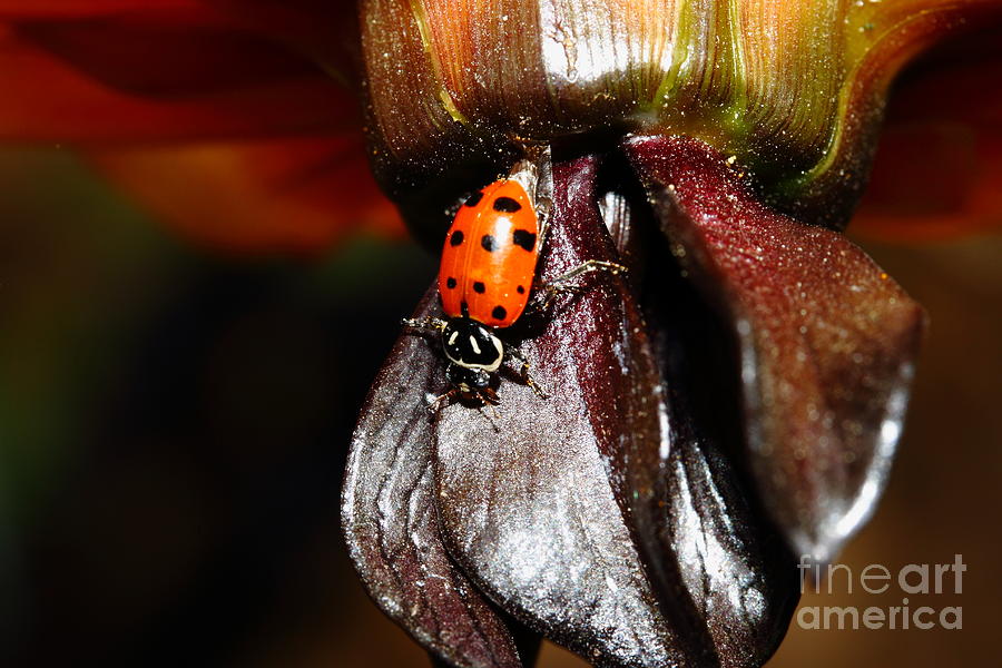 Ladybug Photograph - Ladybug On Orange Yellow Dahlia . 7D14743 by Wingsdomain Art and Photography