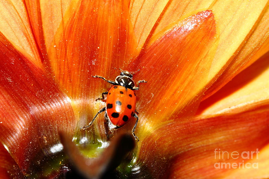 Ladybug Photograph - Ladybug On Orange Yellow Dahlia . 7D14749 by Wingsdomain Art and Photography