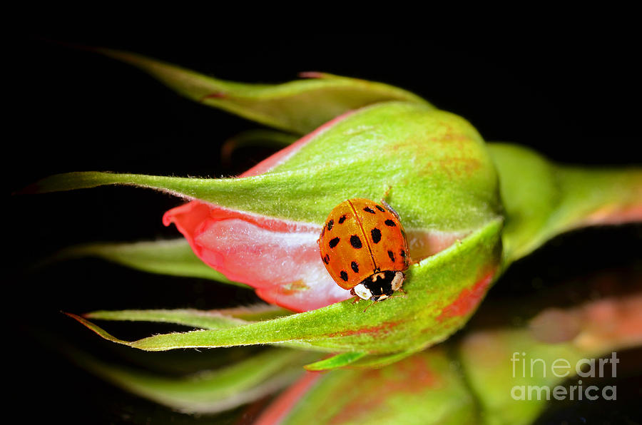 Ladybug on Pink Rose Photograph by Laura Mountainspring