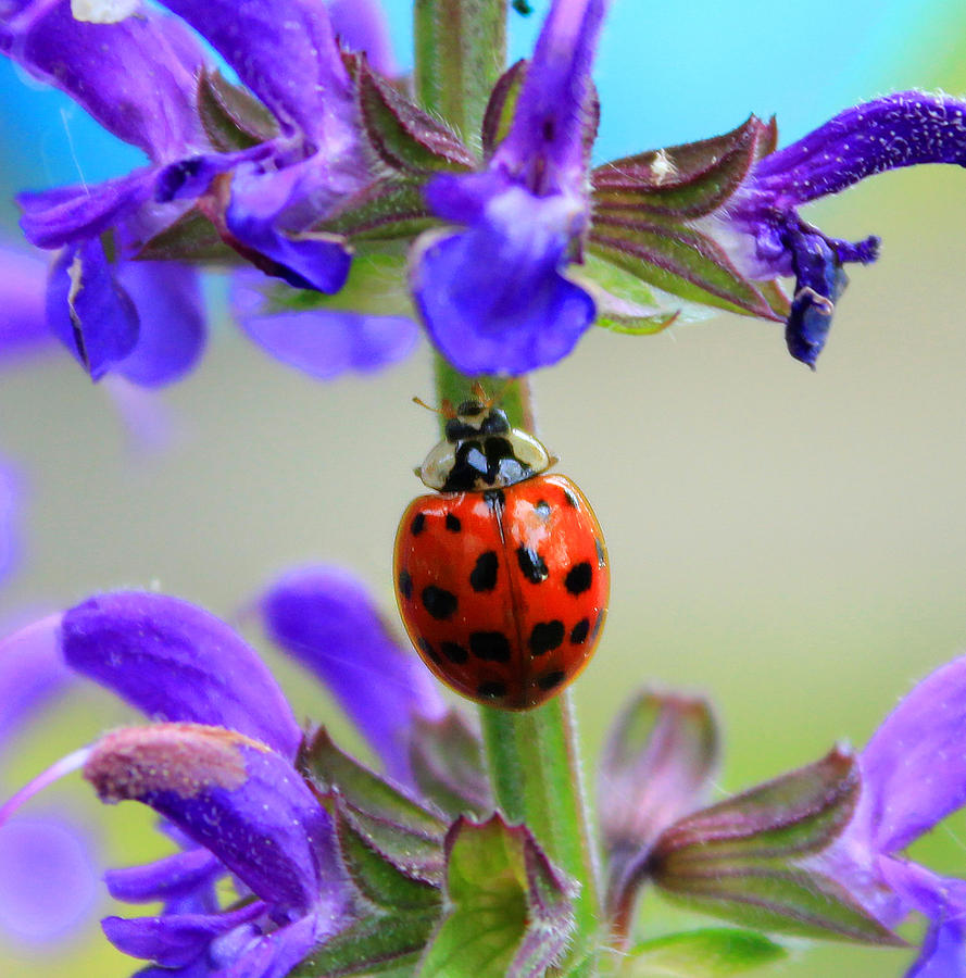  Purple Ladybug