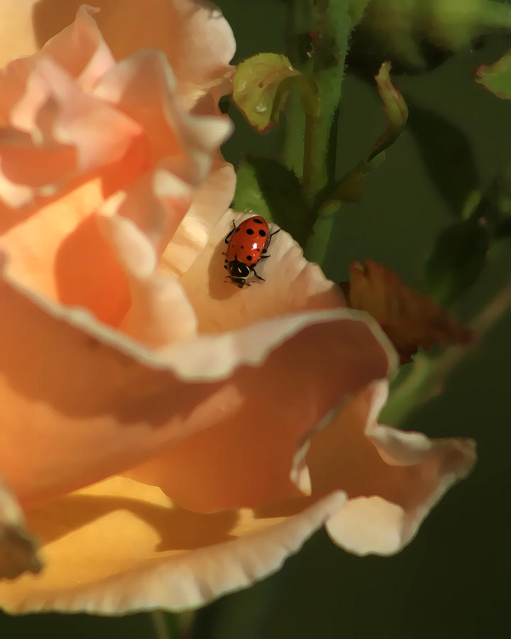 Ladybug Photograph - Ladybug on Rose by Rick Otto