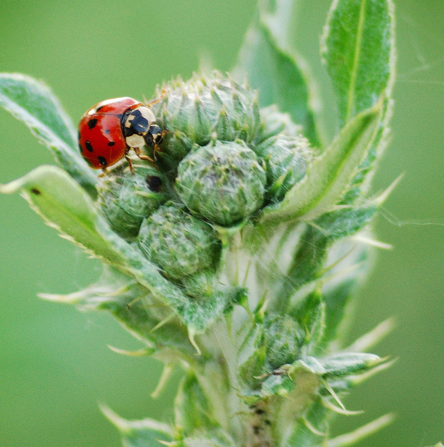 Ladybug on Yarrow Photograph by Michael Peychich