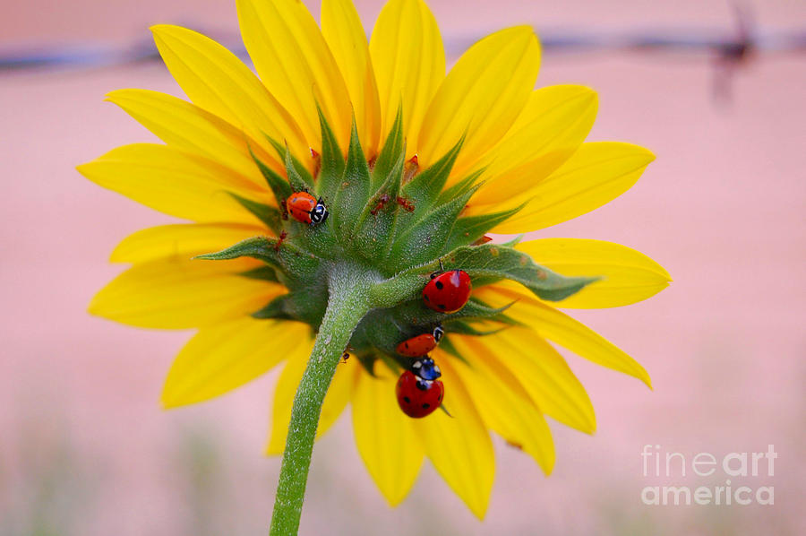 Ladybug Photograph - Ladybug on Sunflowers by Anjanette Douglas