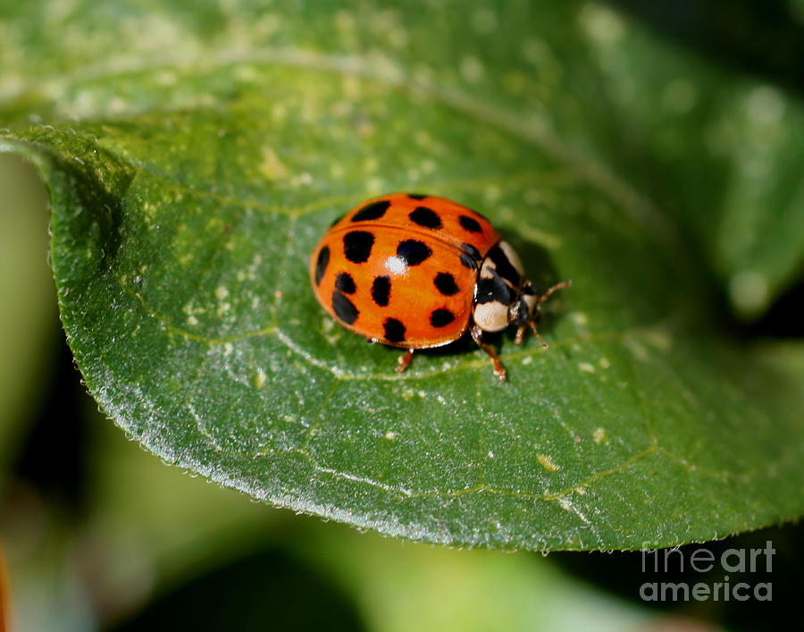 Ladybug Photograph by Smilin Eyes Treasures