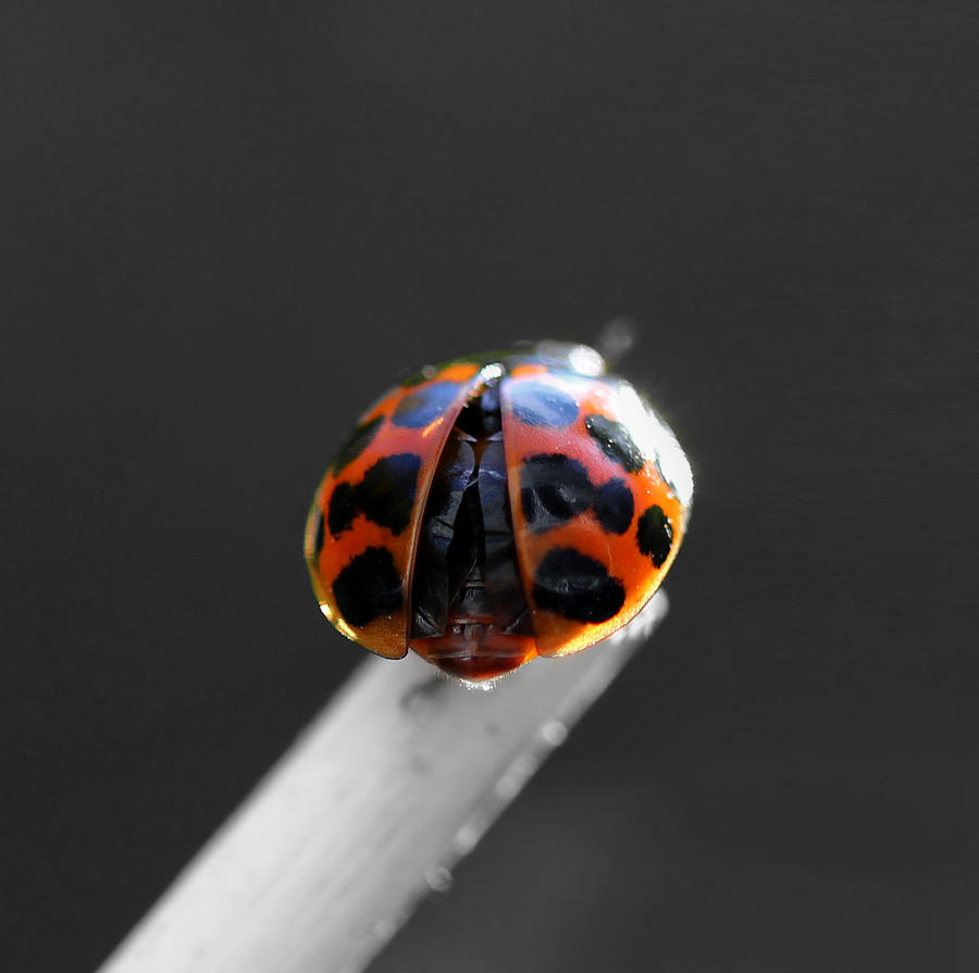 Ladybug Spread Your Wings Photograph by Tracie Schiebel