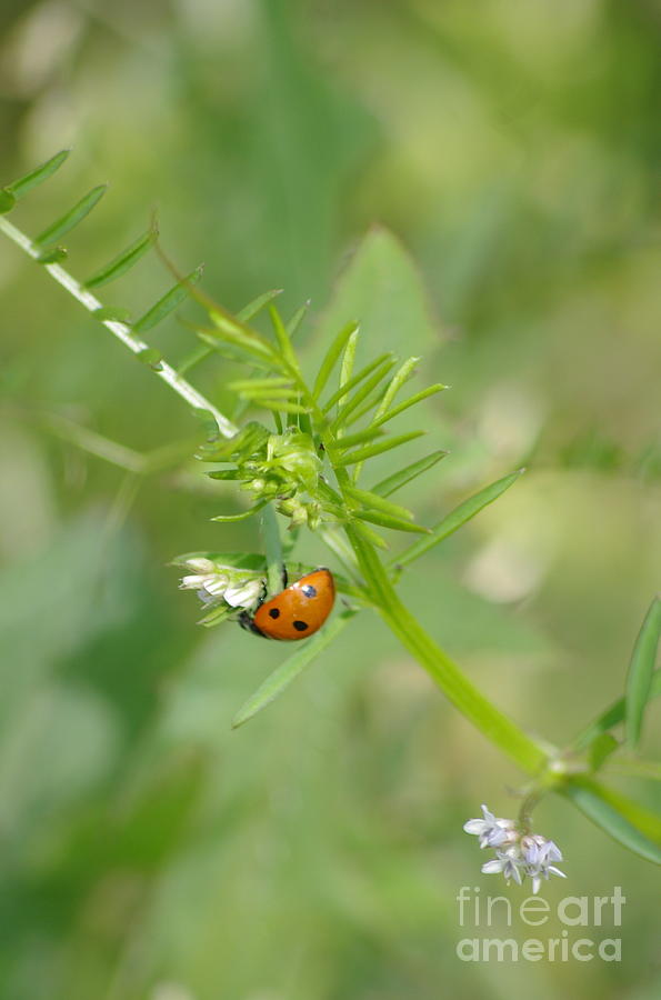 Ladybug Photograph - Ladybug by Tannis  Baldwin