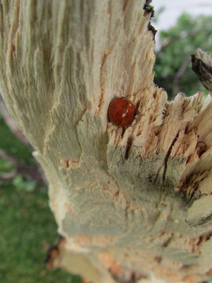 Ladybug Photograph - Ladybug by Todd Sherlock