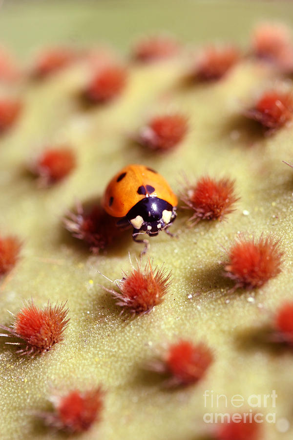 Insects Photograph - Ladybug2 by Morgan Wright