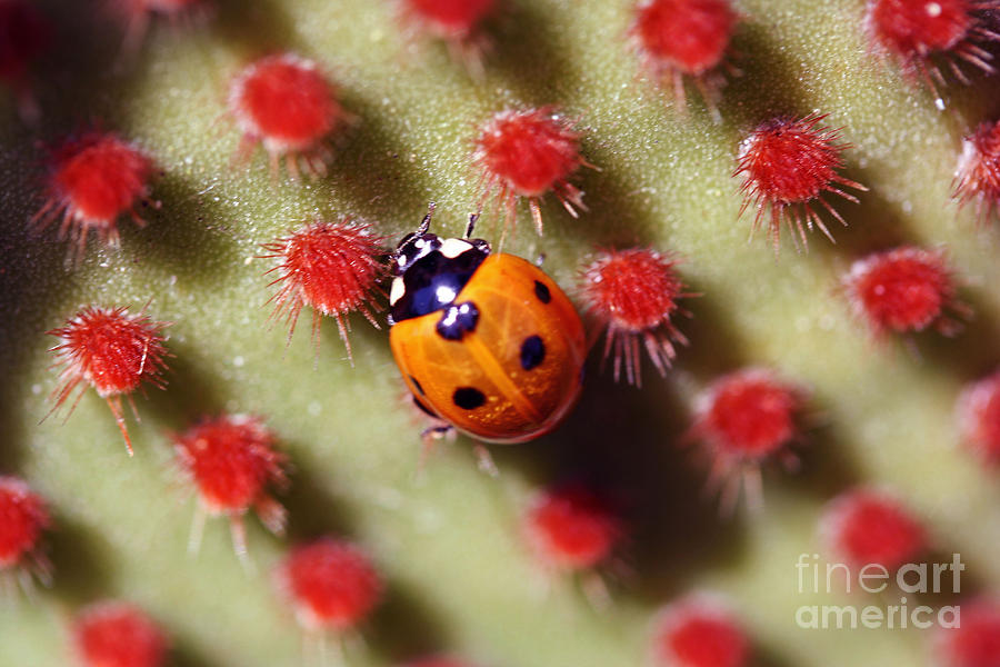 Ladybug3 Photograph by Morgan Wright