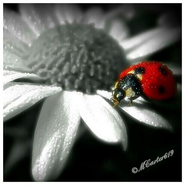 Ladybug Photograph - Ladybug...i Hate All Bugs. #jj_red by Mary Carter