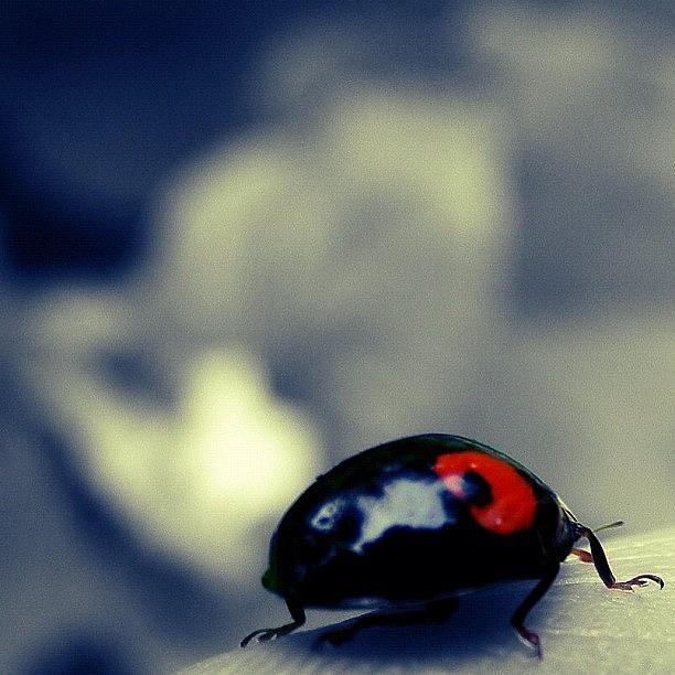 Beautiful Photograph - Ladybugs All Dressed In Red Strolling by Christine Cherry