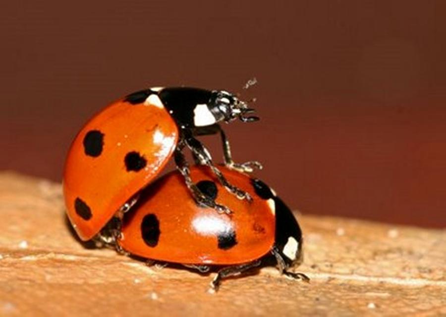 Ladybugs Mating Photograph By Webphoto Fine Art America 