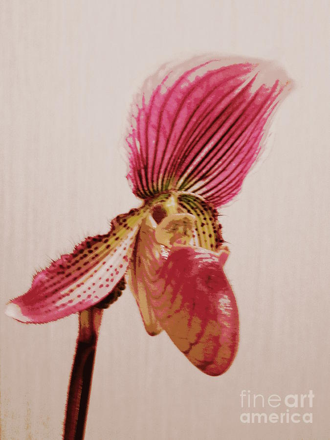 Ladys Slipper Orchid . digital painting Digital Art by Renee Trenholm
