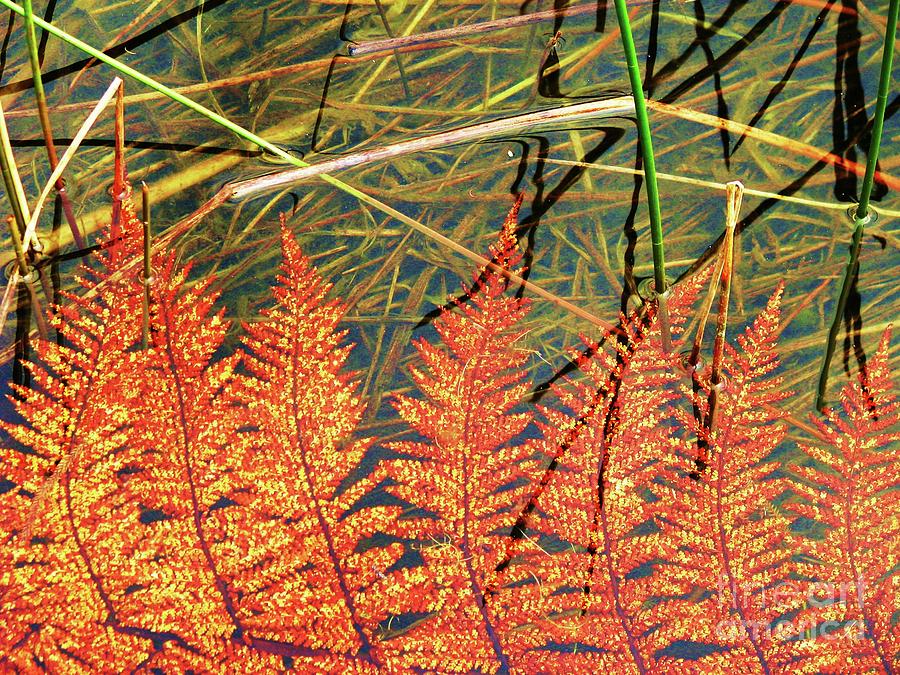 Lagoon Fern Photograph by Michele Penner