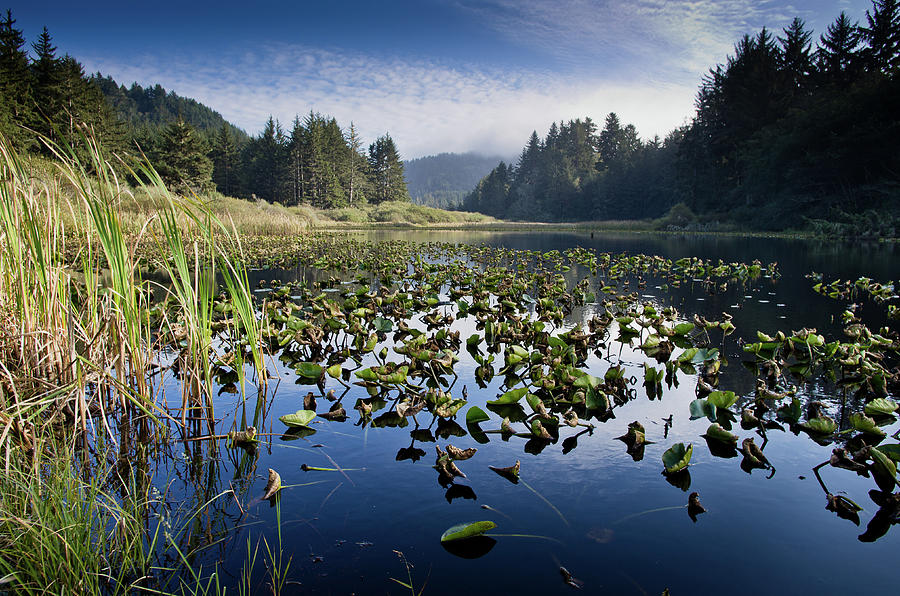 Lagoon Pond Photograph by Greg Nyquist