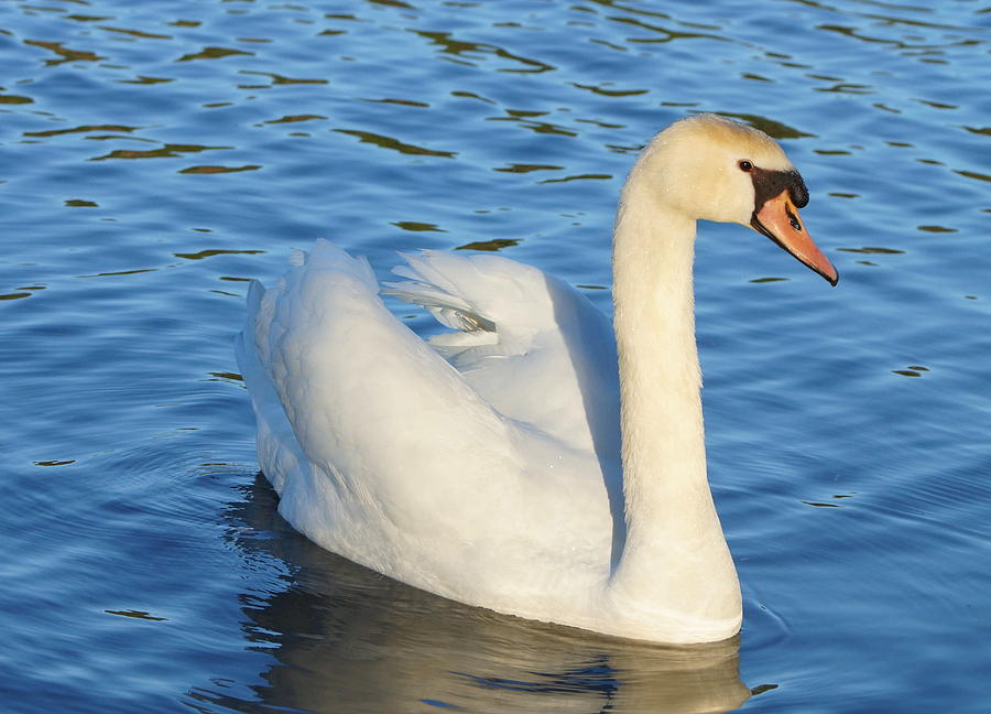 Lake Blue Swan Photograph by Carmen Del Valle