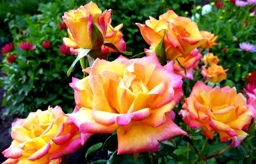 Rose Photograph - Lake Country Roses by Will Borden