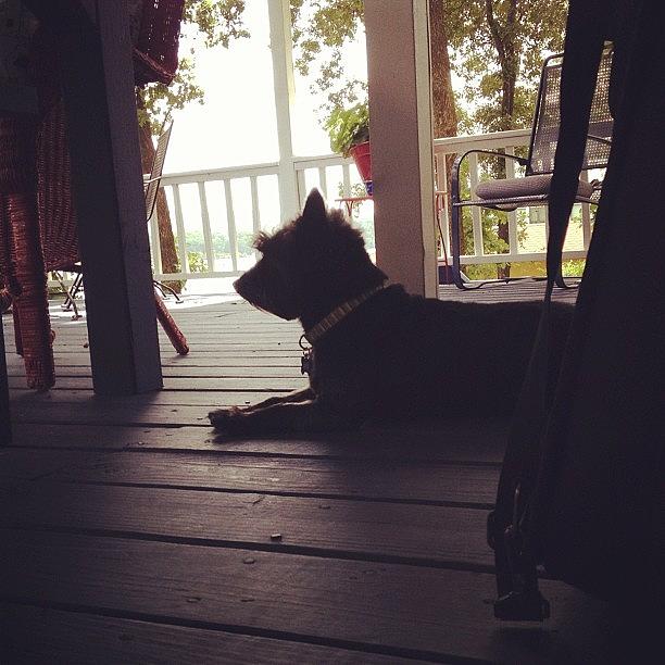 Lake Dog Waiting To Go Home And Be Yard Photograph by Jeff Madlock
