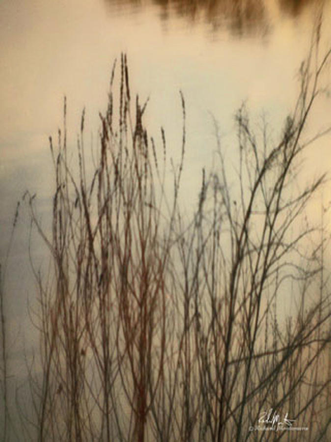 Lake Grass Photograph by Richard  Montemurro