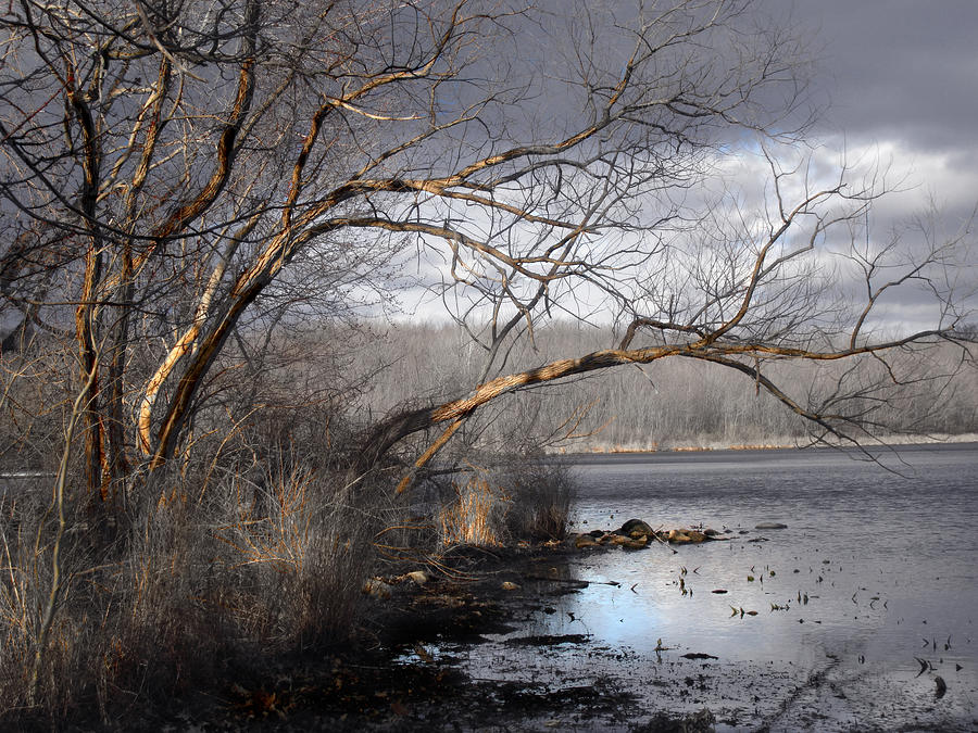 Tree Photograph - Lake in Upper Nyack Park NY by Viola El