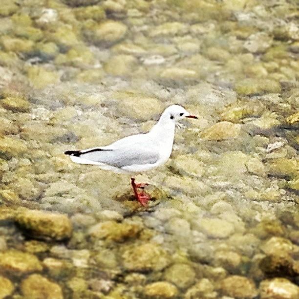 Seagull Photograph - #lake #lakegarda #seagull #birds #water by Michelangelo Girardi