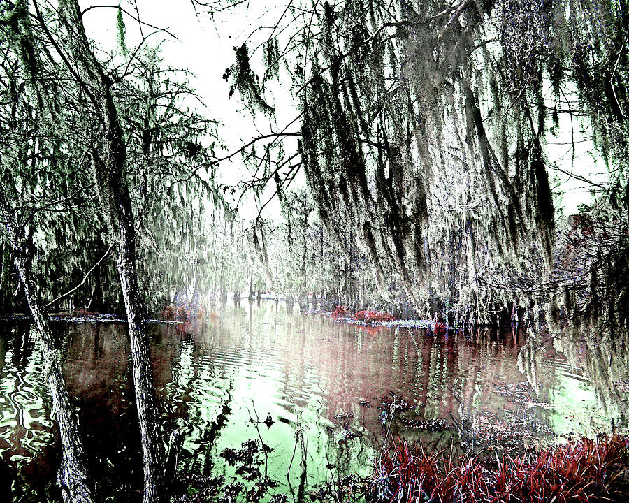 Lake Martin Swamp Photograph by Lizi Beard-Ward