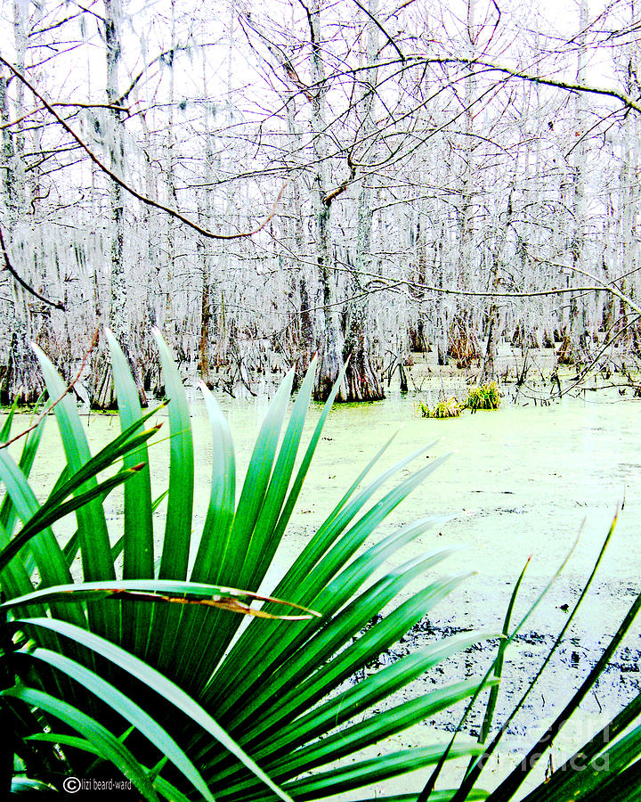 Lake martin Swamp View Photograph by Lizi Beard-Ward