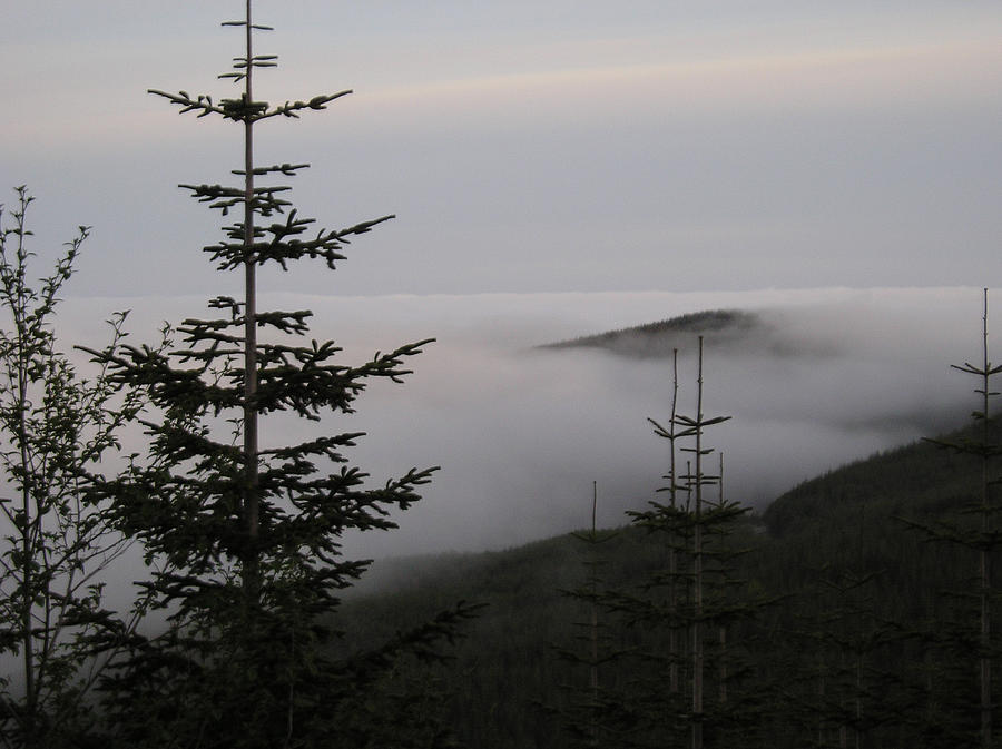 Tree Photograph - Lake of Low Clouds by Catherine Helmick