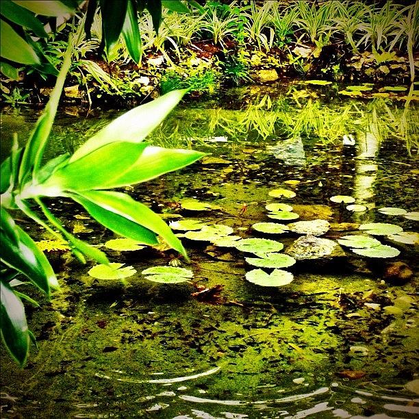 Nature Photograph - #lake #pond #water #green #tree #branch by Bex C