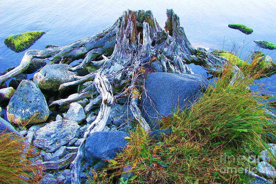 Lake Shore Weathered Stump Photograph by Michele Penner