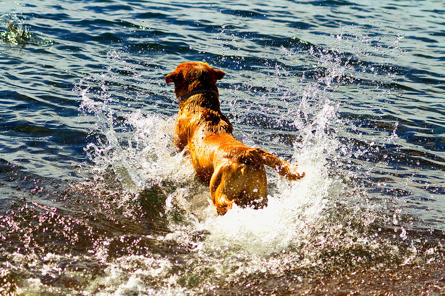 Lake Superior Puppy 2 Photograph by Linda Tiepelman