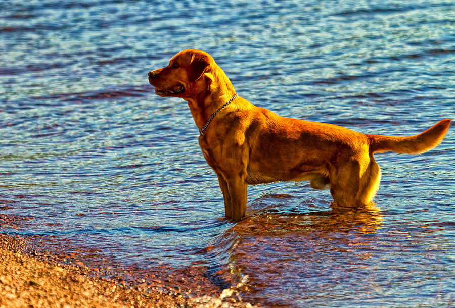 Lake Superior Puppy Photograph by Linda Tiepelman