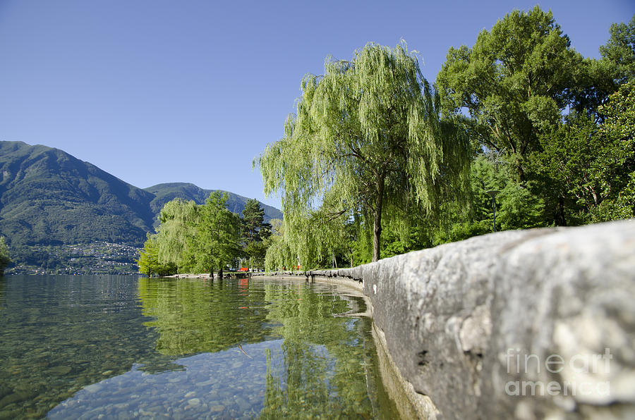 Tree Photograph - Lakefront with trees by Mats Silvan