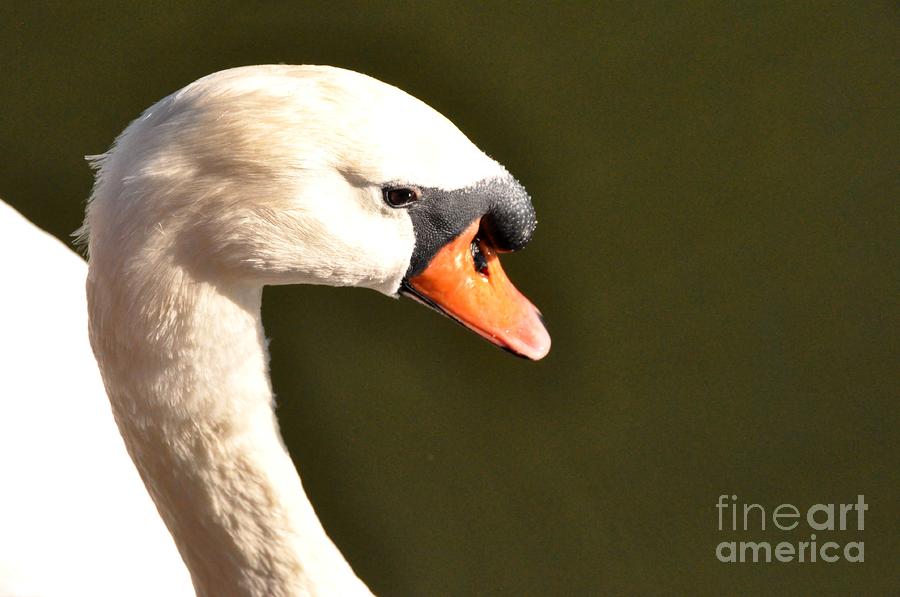 Lakeland Swan Photograph by John Black