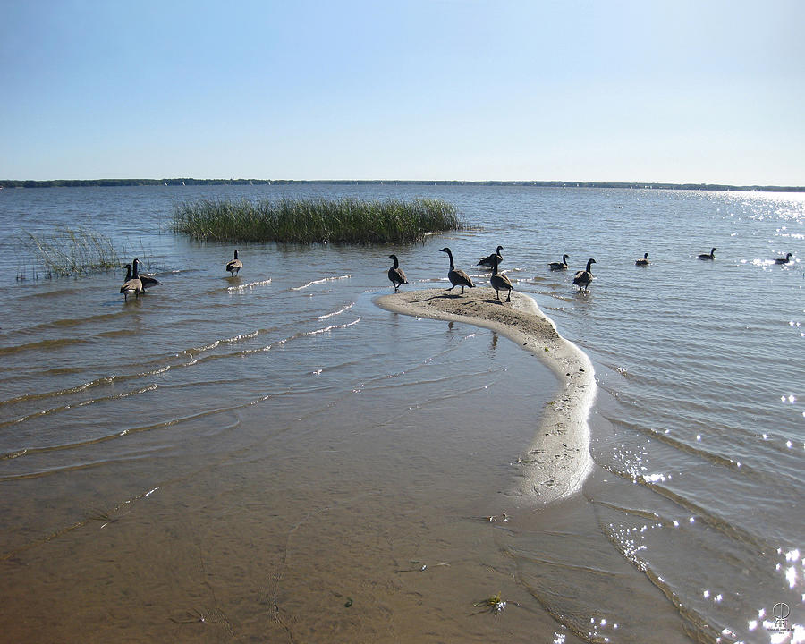 Bird Photograph - Lakeshore Geese by Charles Dancik