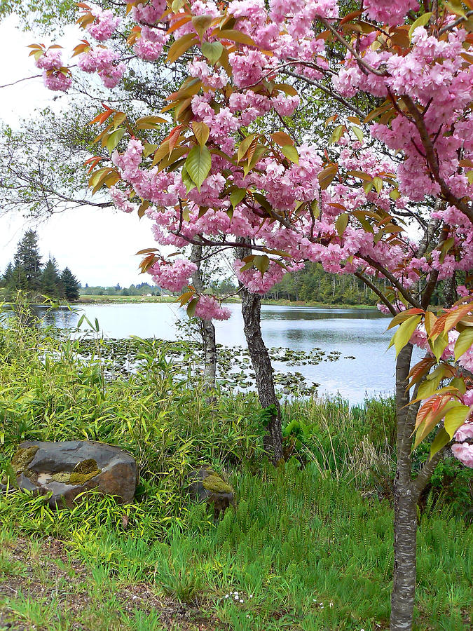 Lakeside Spring Color Photograph by Pamela Patch