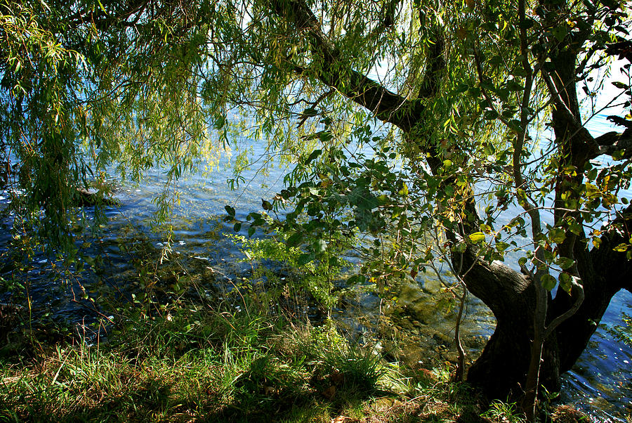 Lakeside Tree Photograph by Kathleen Grace