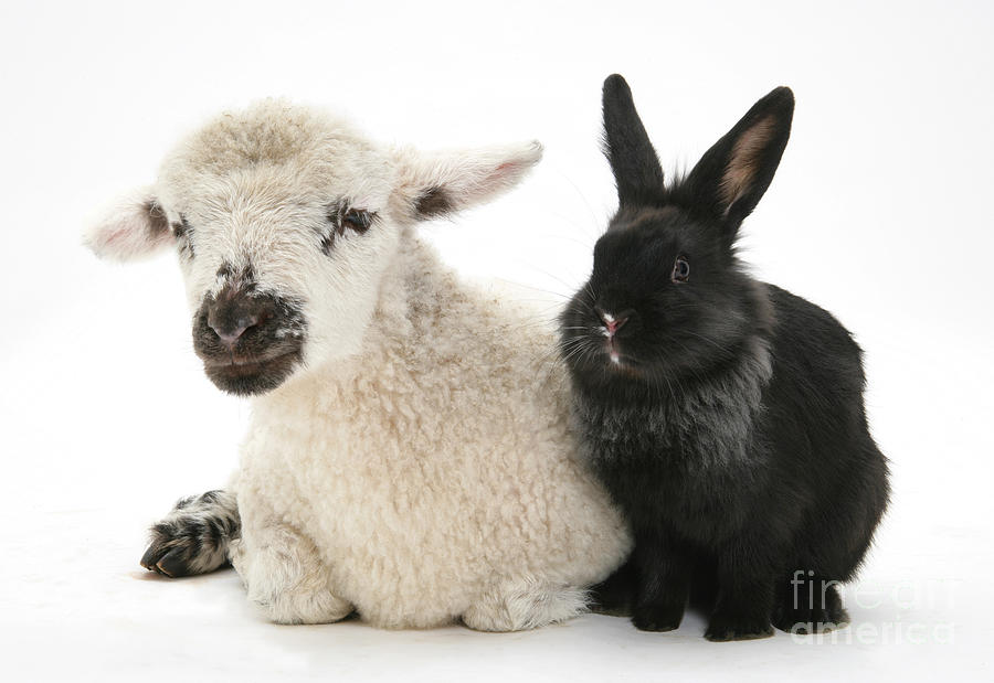 Lamb And Rabbit Photograph by Mark Taylor