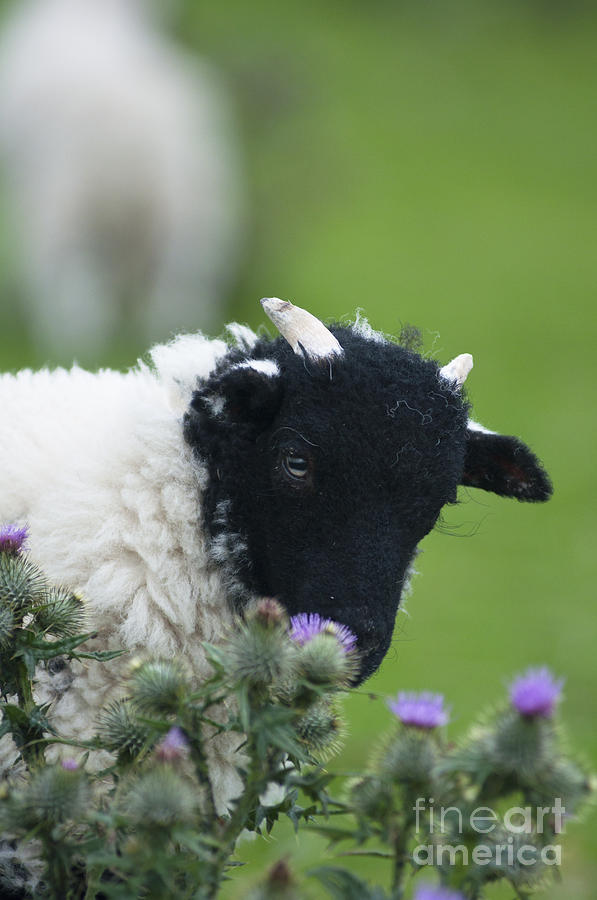 Lamb enjoys the flowers Photograph by Andrew  Michael